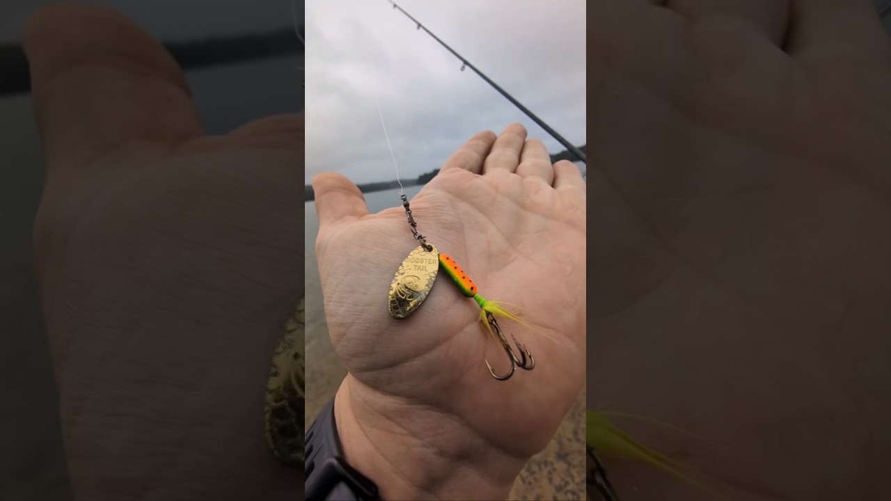 Catching Yellow Perch with Rooster tail Spinner fishing bait lure | ASMR #fishing
