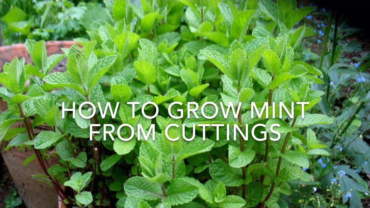 How To Grow Mint (pudina) From Cuttings // Easy Way To Grow // Kitchen Gardening Ideas