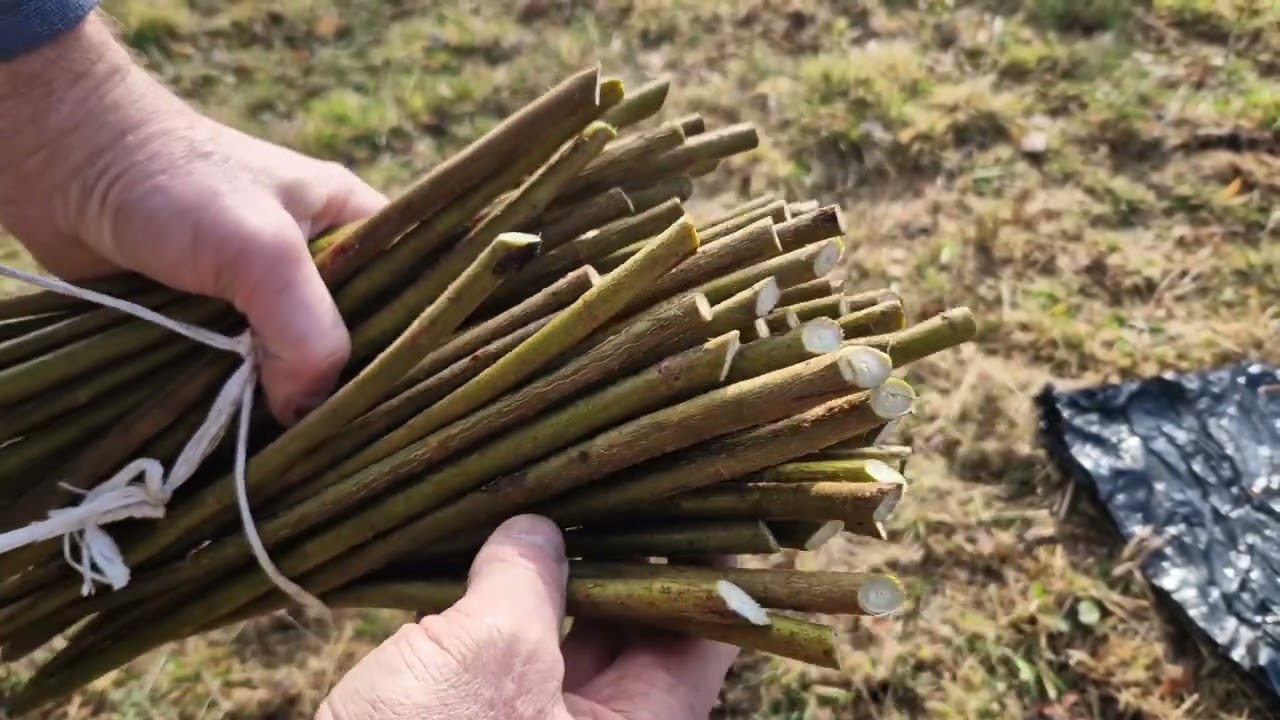 WIOSENNE SADZENIE WIKLINY / Wiklina amerykanka – Salix americana