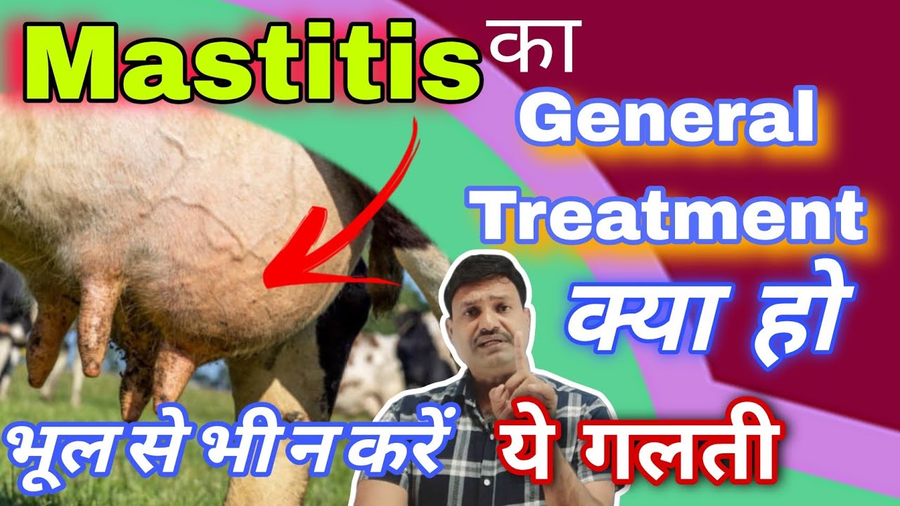 Mastitis Treatment in cows Buffalo भूल कर भी ना करें ये गलती 😇