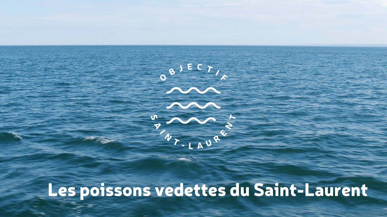 Objectif St-Laurent: Poissons vedettes