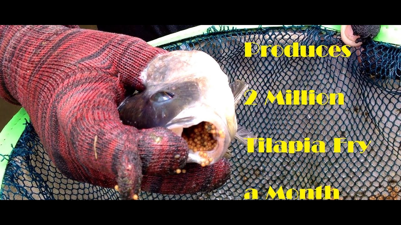 Sustainable Tilapia Hatchery
