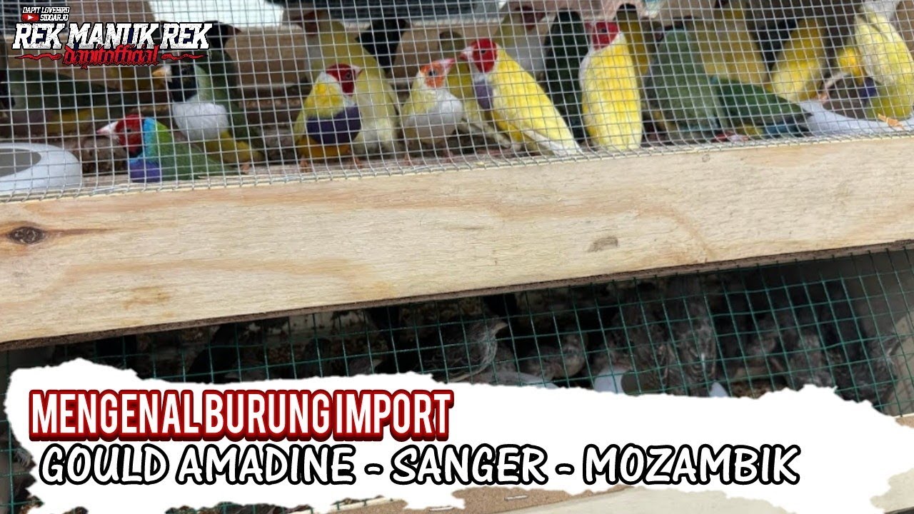 MENGENAL BURUNG IMPORT !! GOULD AMADINE - SANGER - MOZAMBIK BESERTA HARGA JUALNYA TAHUN 2025