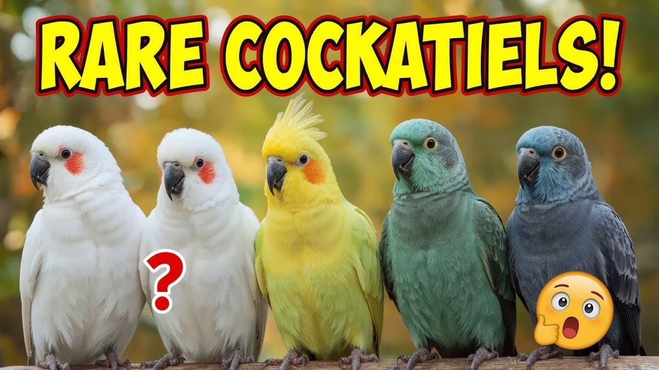 5 Rare Cockatiel Mutations You&rsquo;ve NEVER Seen Before! 🦜