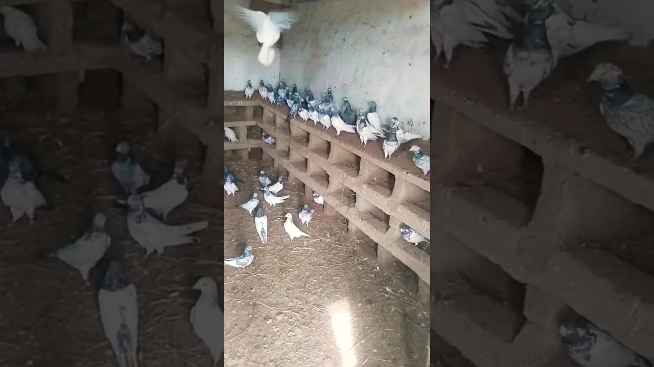 New Pigeons Setup | #pigeon #teddypigeonloverworldwide #birds #teddypigeons #teddypegion
