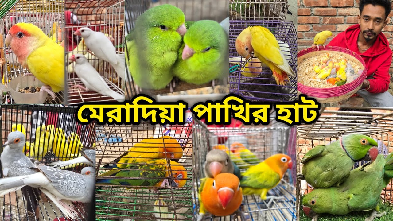 পাখির দাম জানুন মেরাদিয়া হাট থেকে_মেরাদিয়া পাখির হাট ১১/০২/২০২৬_Meradiya pakhir hat 2026