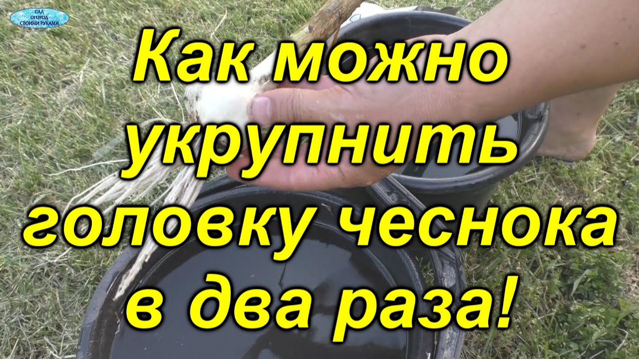 Чем подкормить чеснок за месяц до уборки. ОЧЕНЬ полезная подкормка чеснока!