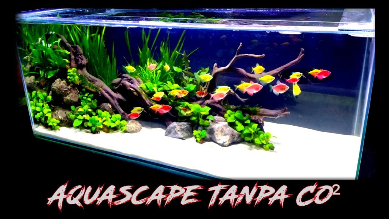 Anubias aquascape tanpa co2 #aquascapegallery #aquariumikan #fishtank #hardscapedesign #anubias