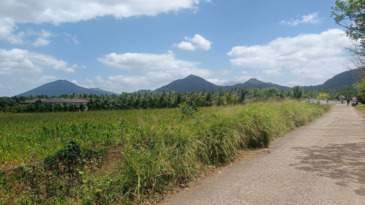 (P# 984) 2.5 hectares Farm Lot na tabing kalsada sa Calauan, Laguna for sale @ 750/sqm net price