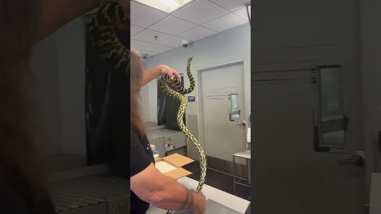Unboxing an &ldquo;Ozzy&rdquo;, Aussie jungle carpet python.
