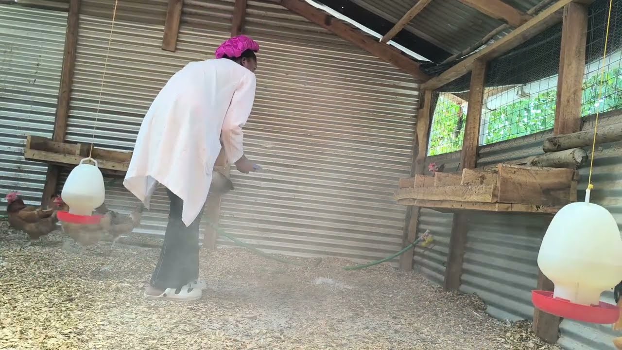 Game-Changer for Poultry Farmers! 🐔🔥 How Ash & Charcoal Keep Your Chickens Healthy!