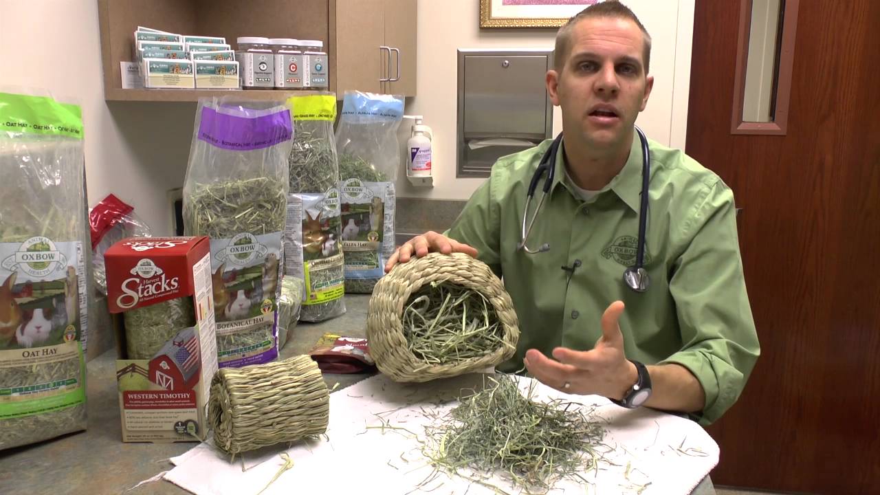 Adding Enrichment with Oxbow Hay