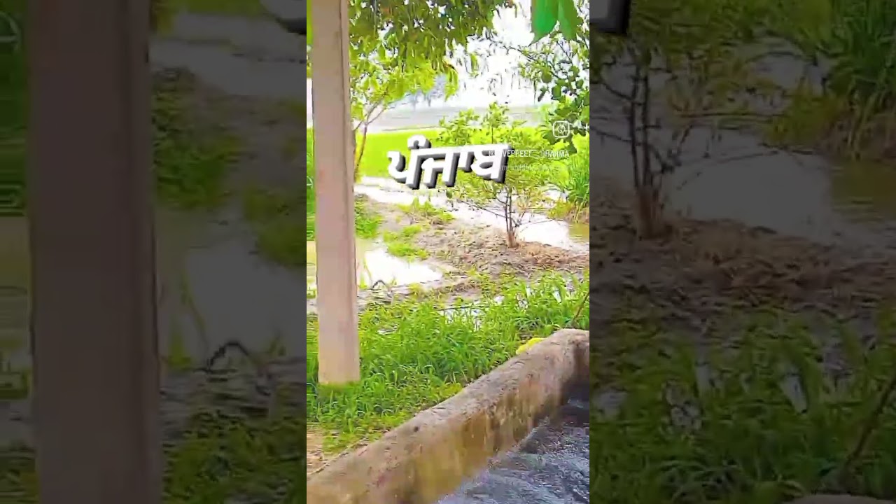 Punjab #video #vlogs #shortvideo #viral #trending #viral #swiftlover #swiftlover #khet #farmer