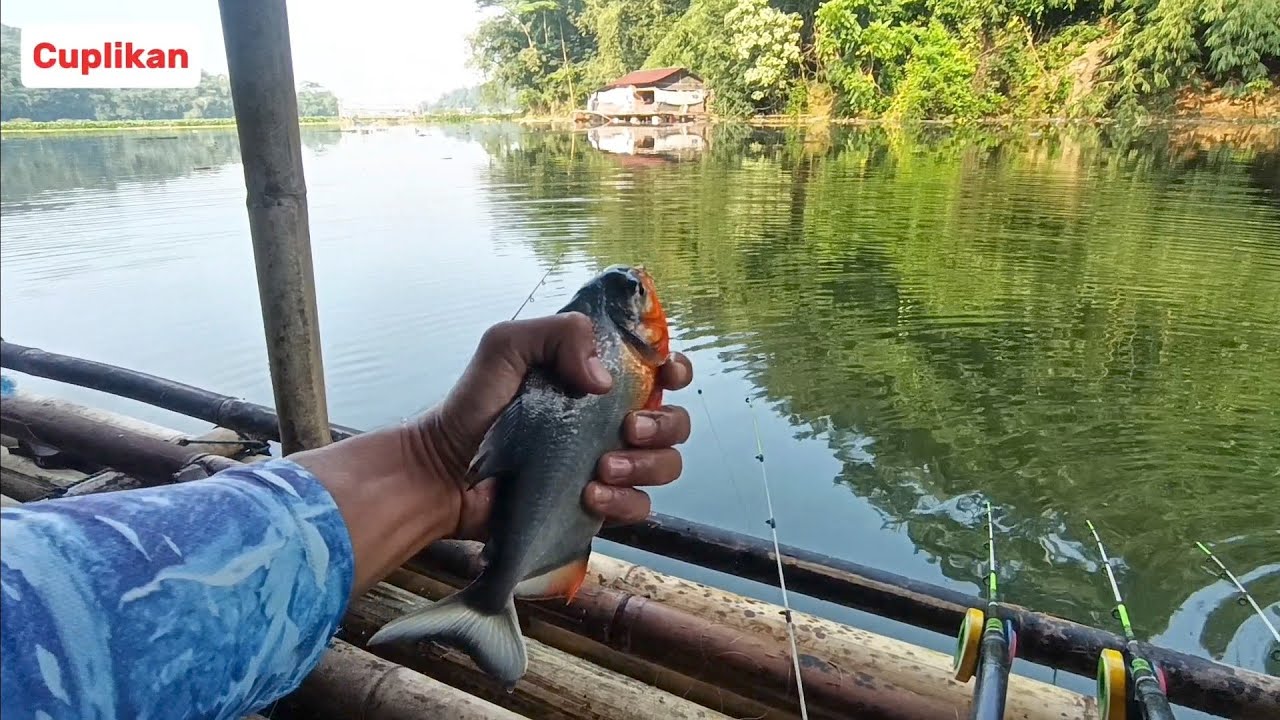 Full strike🔥🔥🔥 mancing ikan bawal | mancing cirata terbaru 2025