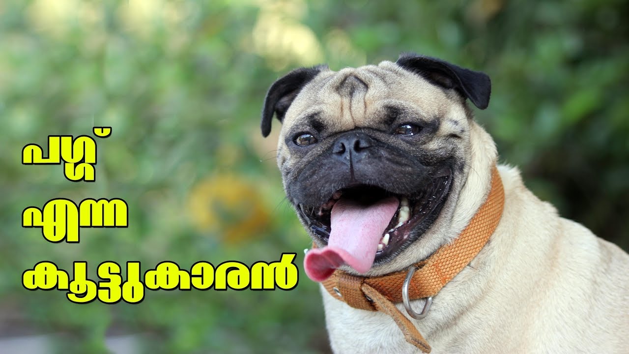 Pug dog l Dog farming kerala I പഗ്ഗ് എന്ന കൂട്ടുകാരൻ