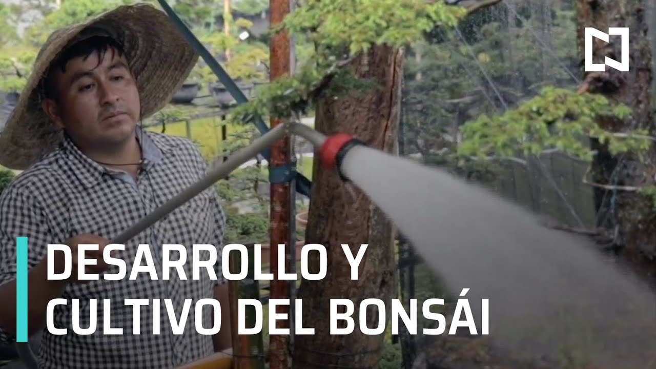 Productor de árboles bonsái - Expreso de la Mañana