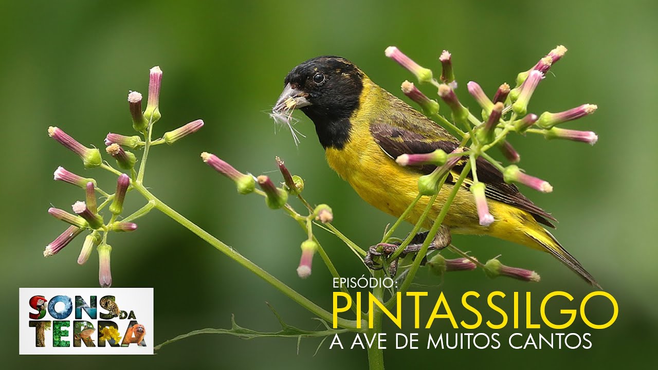 Pintassilgo canta e encanta com habilidade de imitar