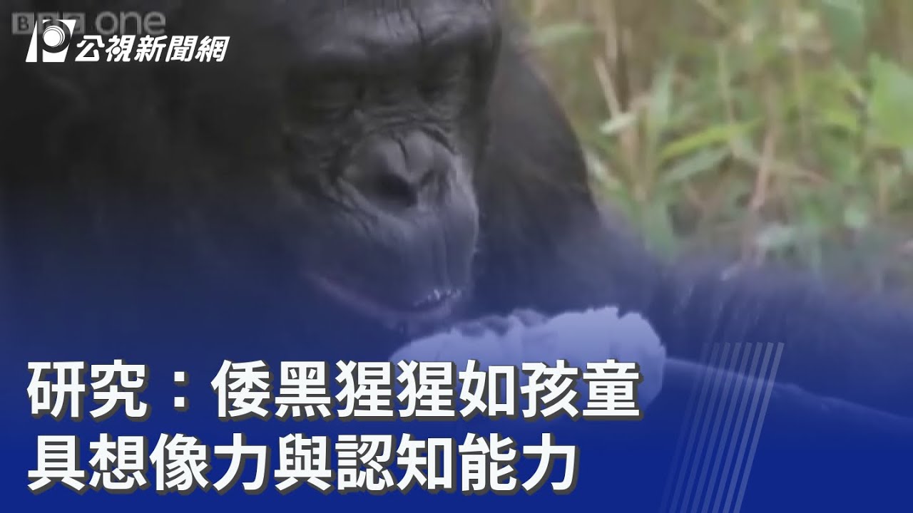 研究：倭黑猩猩如孩童 具想像力與認知能力｜20260206 8點新世界