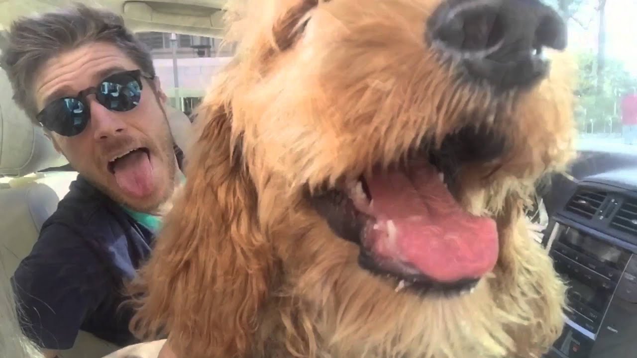 Goldendoodle Grows Up