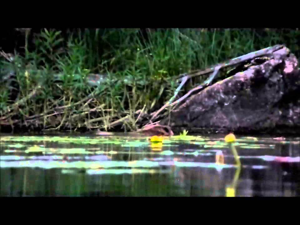 En praktfull sommerkveld/natt