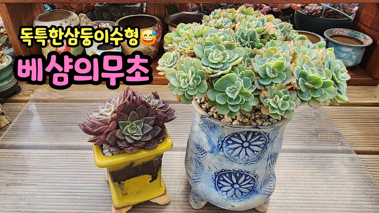 260127 독특한삼등분수형의베샴의무초!고급스런다크한보라빛에볼린!예쁘게커보자~^^