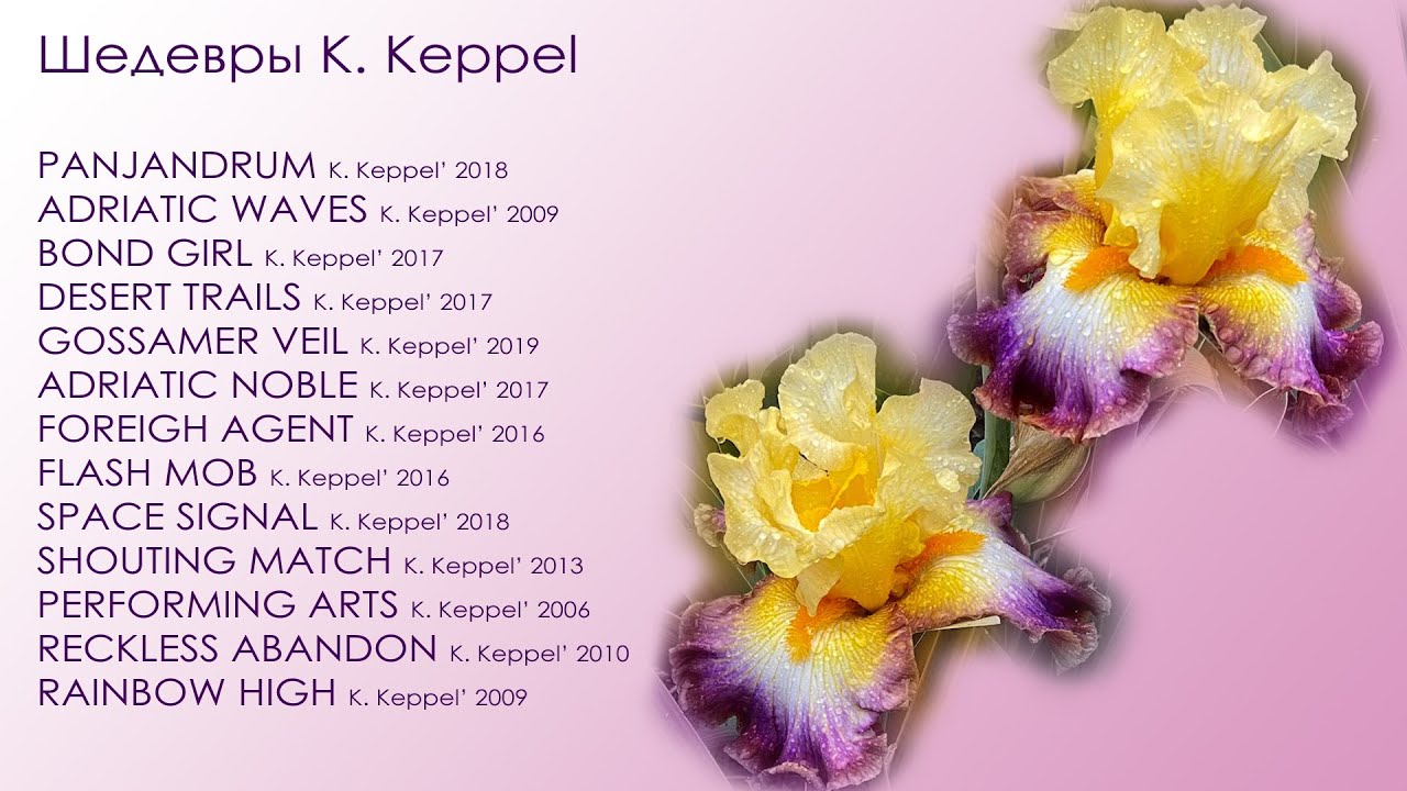 Шедевральные ирисы K. Кеппела в нашем саду 2020 г., ч.2 Our collection of Keith Keppel's Irises, #2