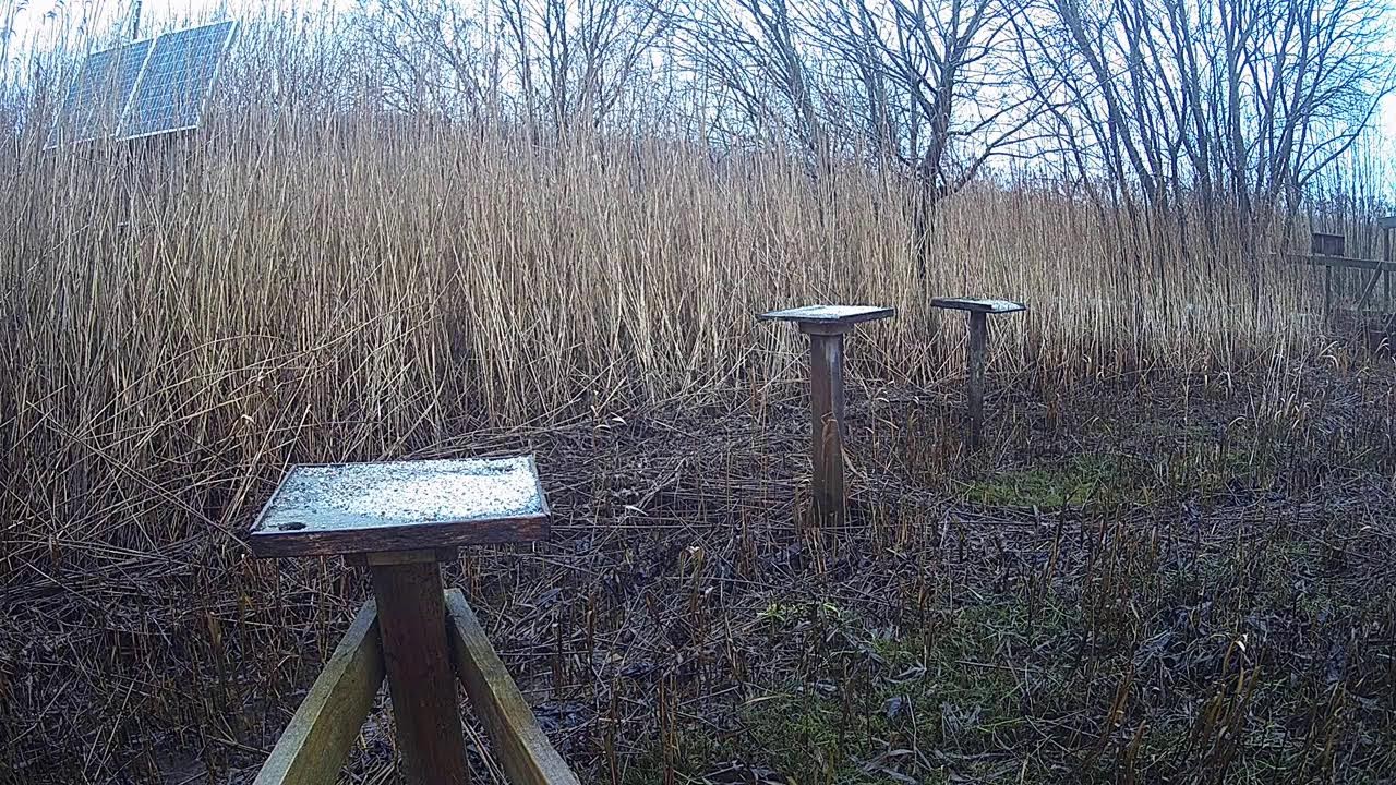 RSPB Leighton Moss Grit Trays Live Stream