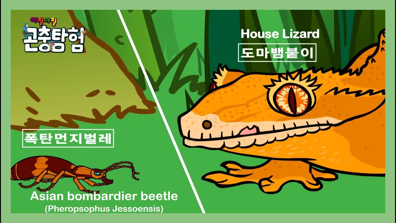 곤충탐험 #9 폭탄먼지벌레(Bombardier Beelte) vs. 도마뱀붙이(House Lizard) | Insect animation 昆虫
