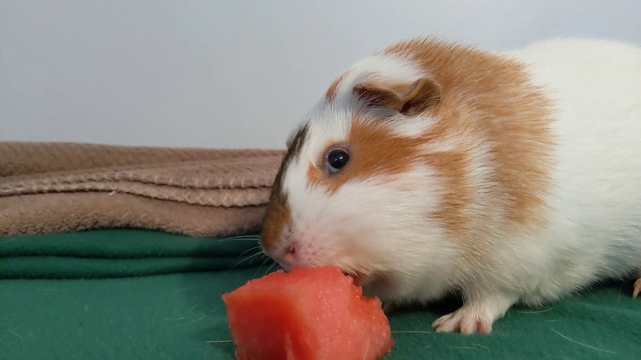 Chip Doesn't Want To Share His Watermelon