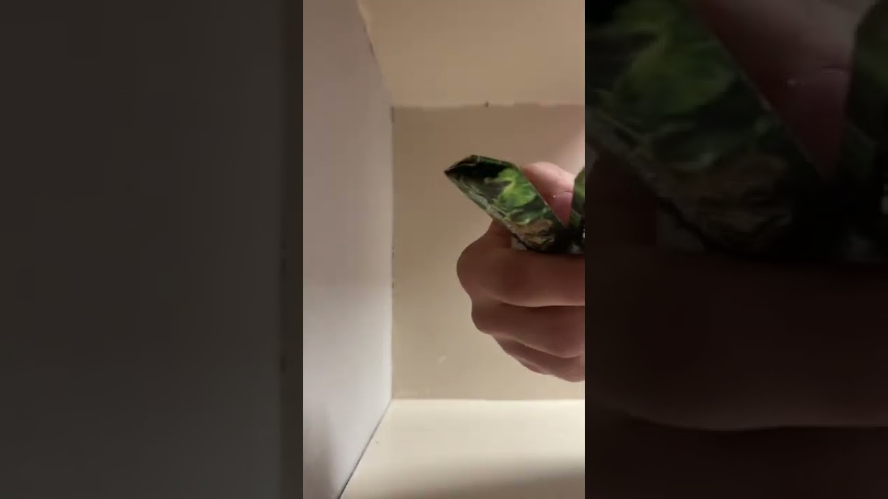 CAKE disposable strain review : JUNGLE CAKE⛽️🦍