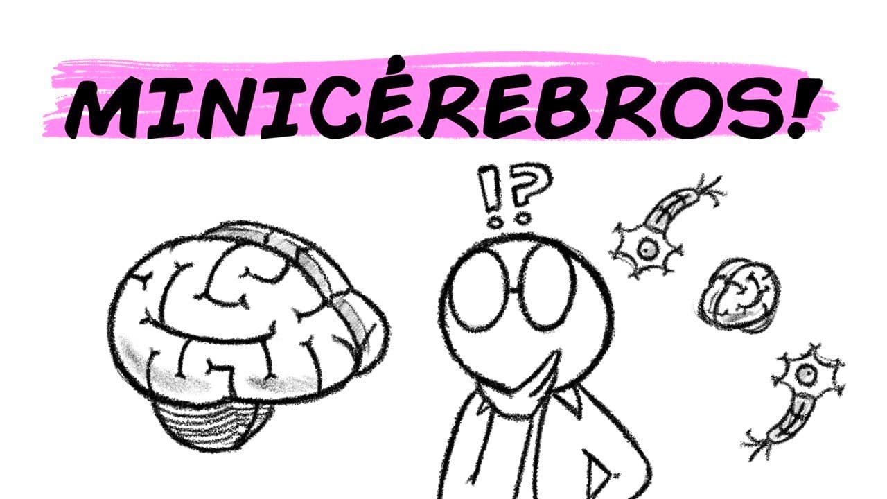 MINICÉREBROS - O QUE PODEMOS APRENDER COM ELES?