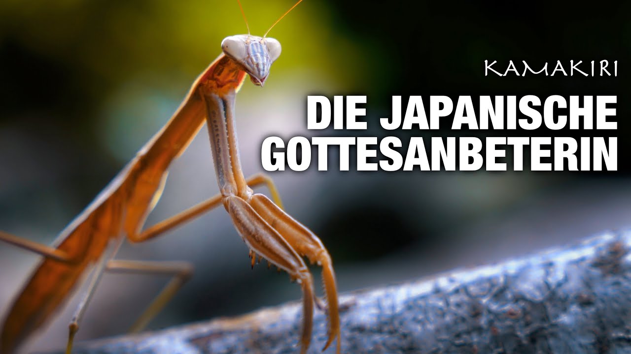 Die JAPANISCHE RIESENMANTIS | Eine Dokumentation von Florian Koschella