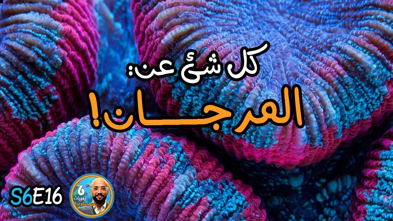 S6E16 - كل شيء عن المرجان