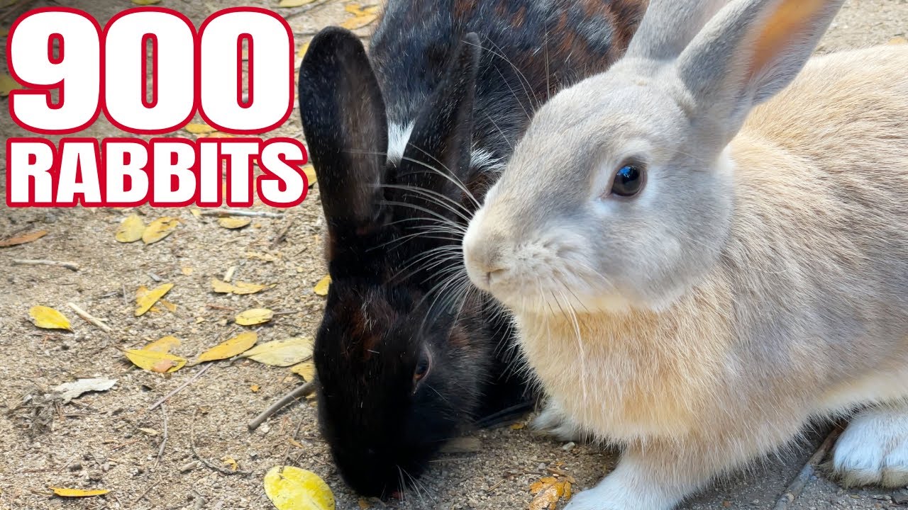 The Mystery of Japan's Rabbit Island - Okunoshima