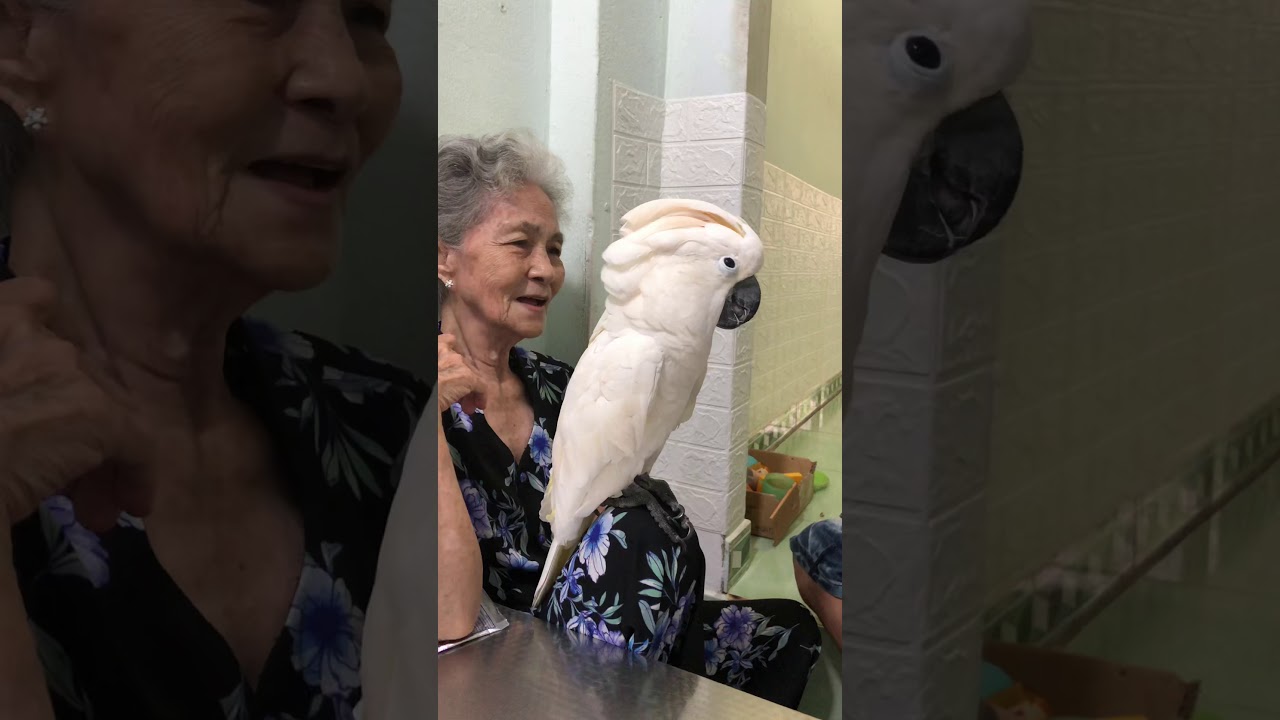 Quái thú cãi nhau