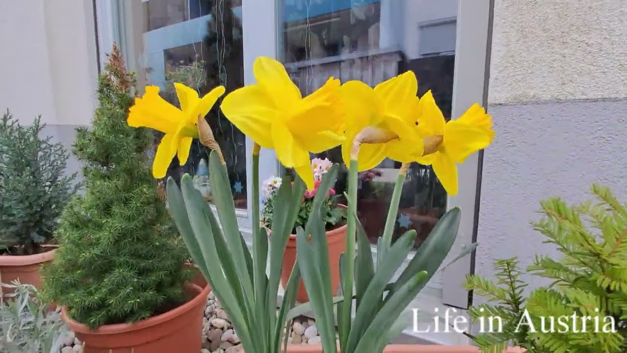 Mein Garten in Wien. Fr&uuml;hlingsblumen haben gebl&uuml;ht.