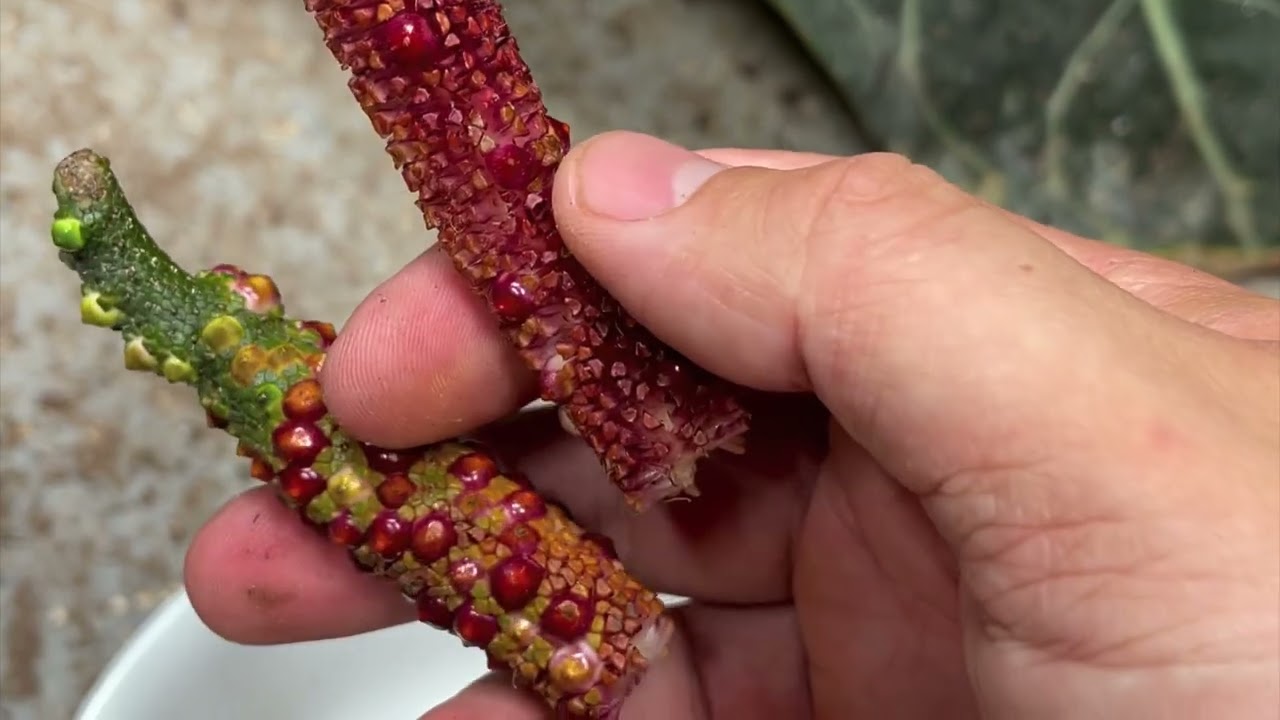 How to germinate Anthurium seeds