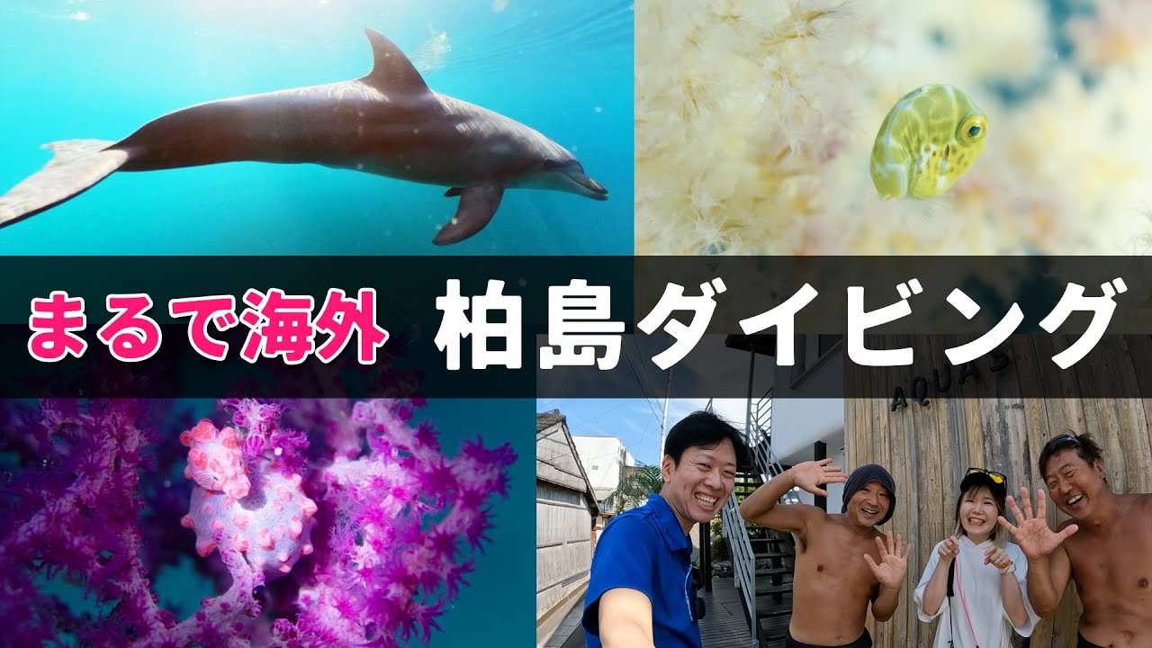 日本屈指の生態系を誇る 柏島でダイビング