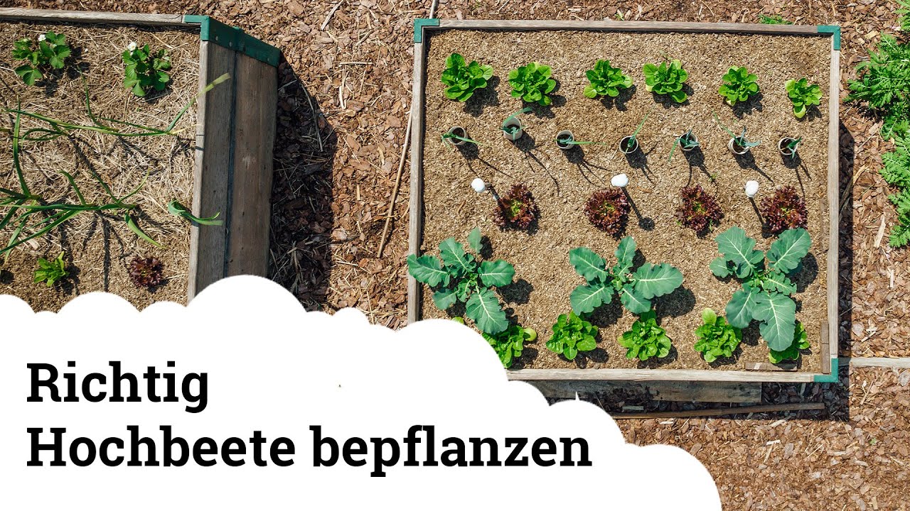 Hochbeet richtig bepflanzen, um m&ouml;glichst viel zu ernten! 😍