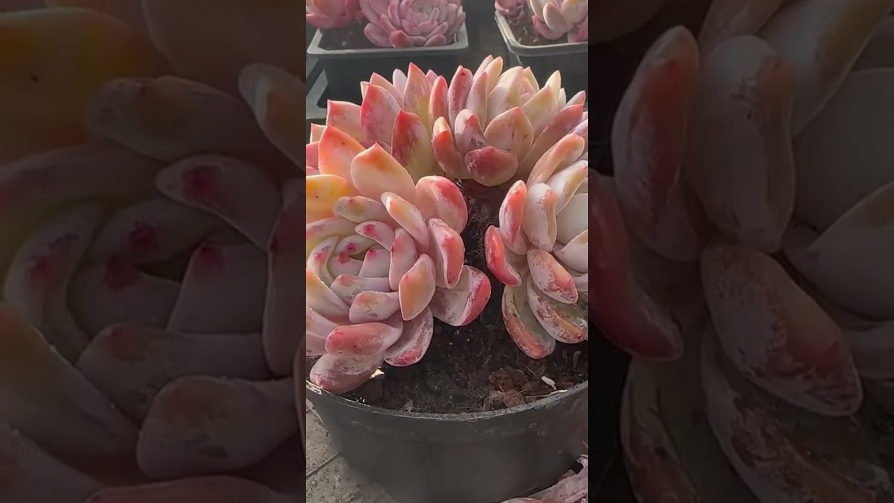 Healthy Succulent Leaves Guide  Signs Your Plant Is Thriving