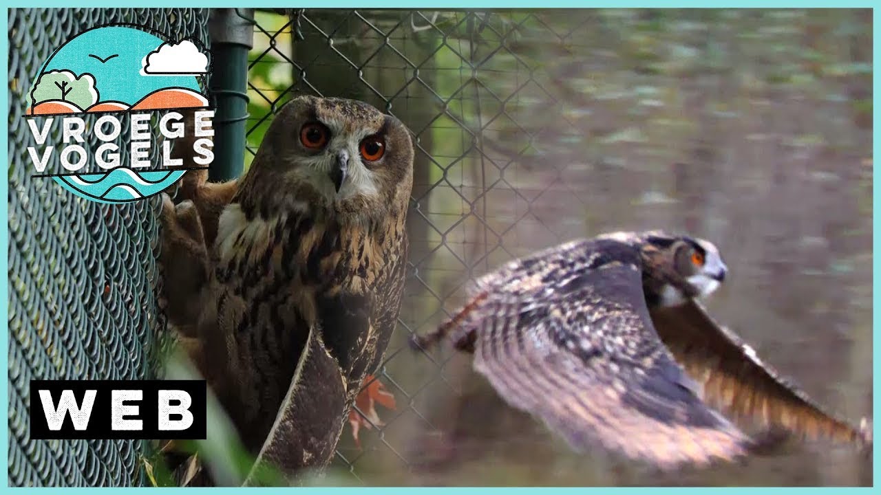 Famous eagle owls released into the wild | Vroege Vogels