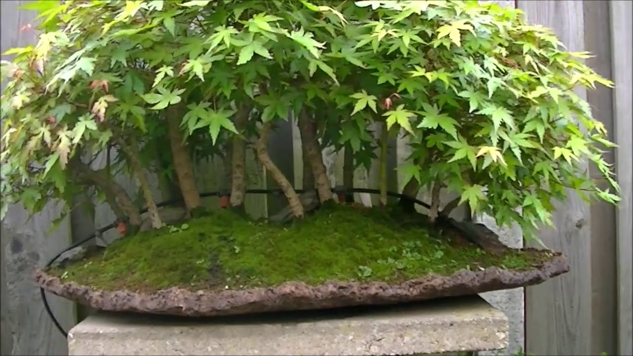 Tuin 5 mei 2020