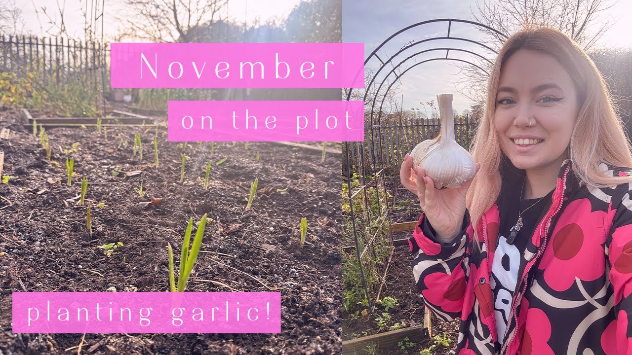 Garlic Time! 🧄 November on the Allotment Plot | Allotment Vlog 🐦‍⬛ Ep.76 🐦‍⬛