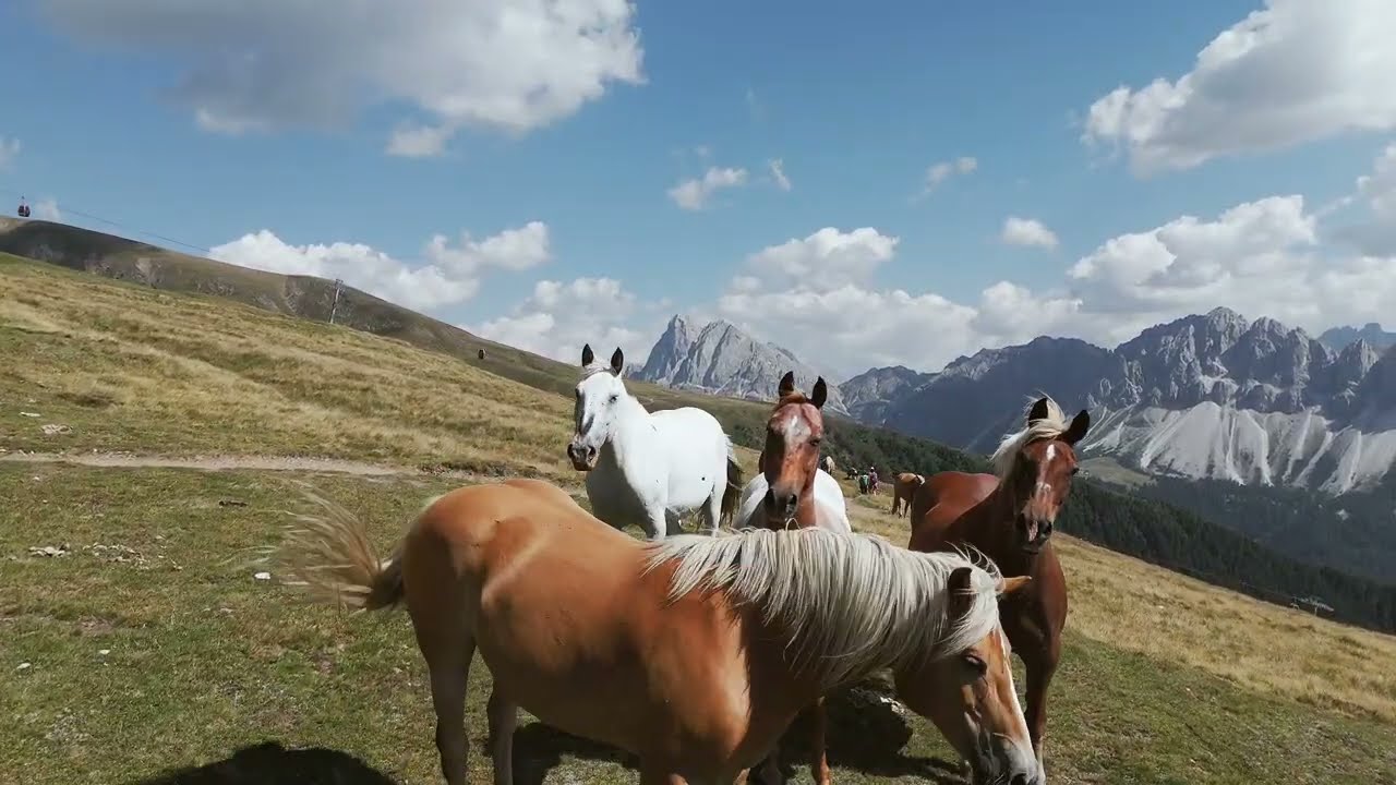 Pferde lieben die Plose