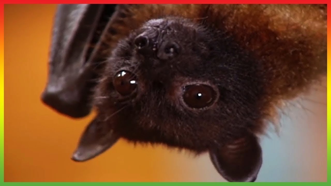 🦆 Zoboomafoo 255 | Flying Buddies | Animal shows for kids | Full Episodes | HD 🦆