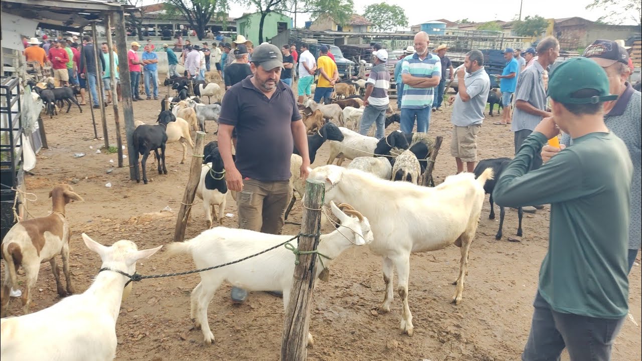 Feira do Bode ,cabra, Carneiro, ovelhas e suínos de Tabira-PE dia 18/03/26