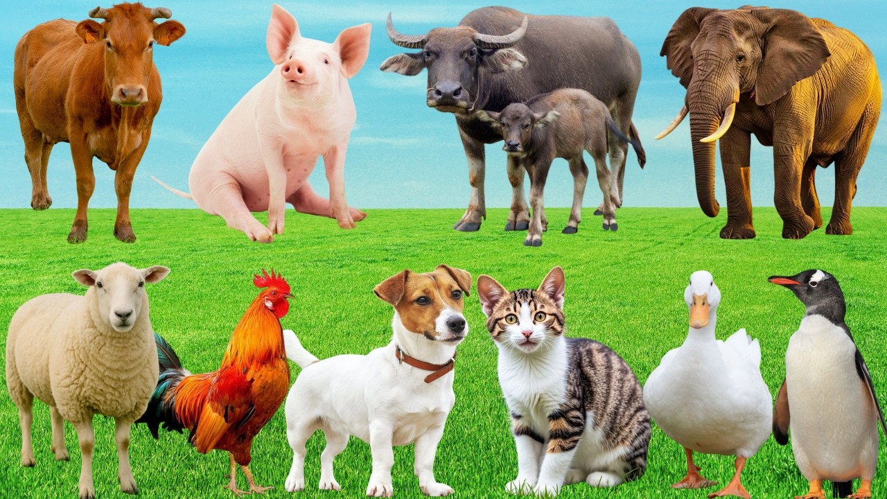 🎶 Đồng Quê Bỗng Vang Lên Bản Nhạc Vui – Bò, Mèo, Chó & Gà Cùng Tranh Tài Cực Dễ Thương | Animals🐮🐱🐶🐓