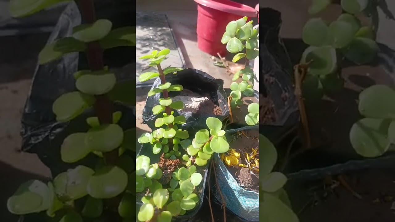 Jade ☘️ #plants #garden #viral #pihuandfamilyvlog