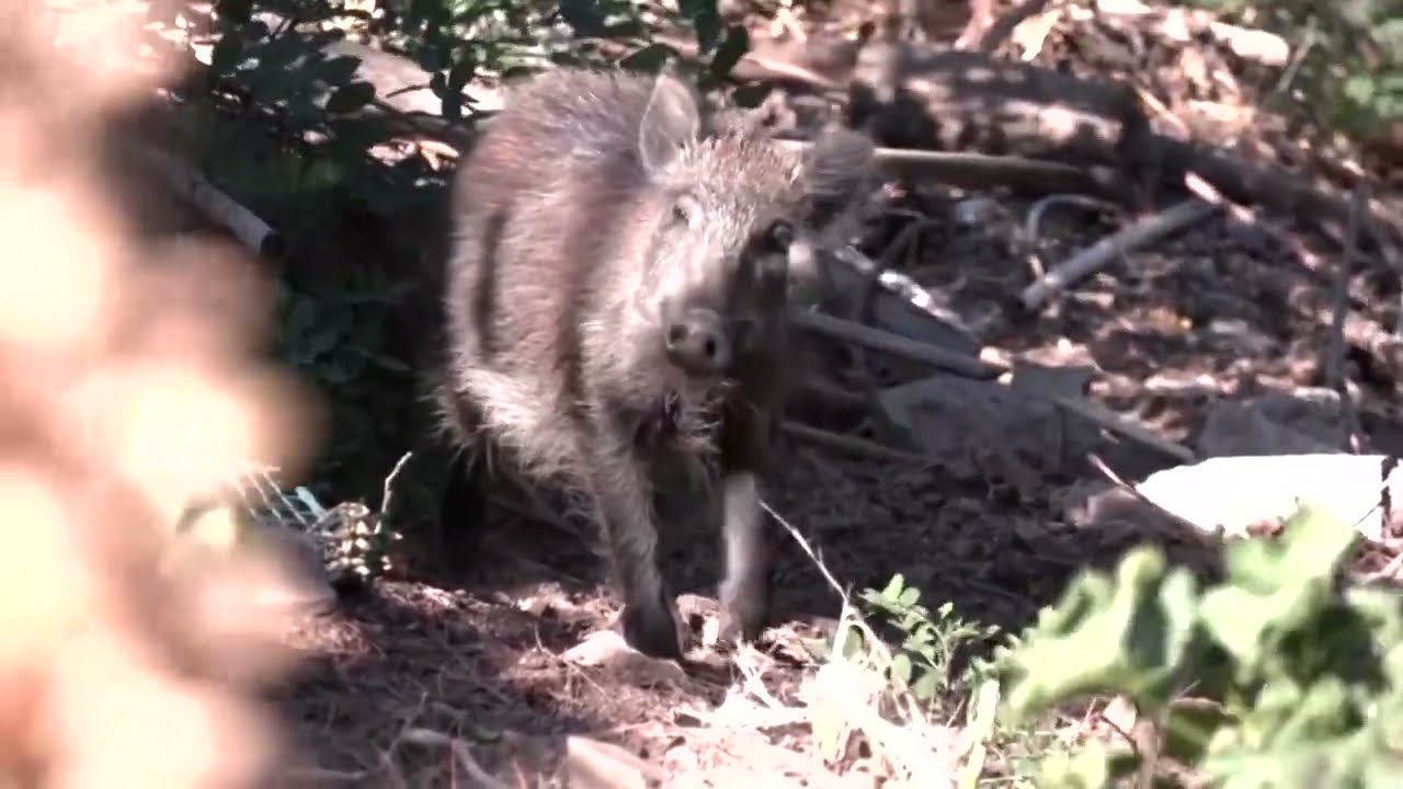 Spanish authorities track boars, amid swine fever outbreak | REUTERS