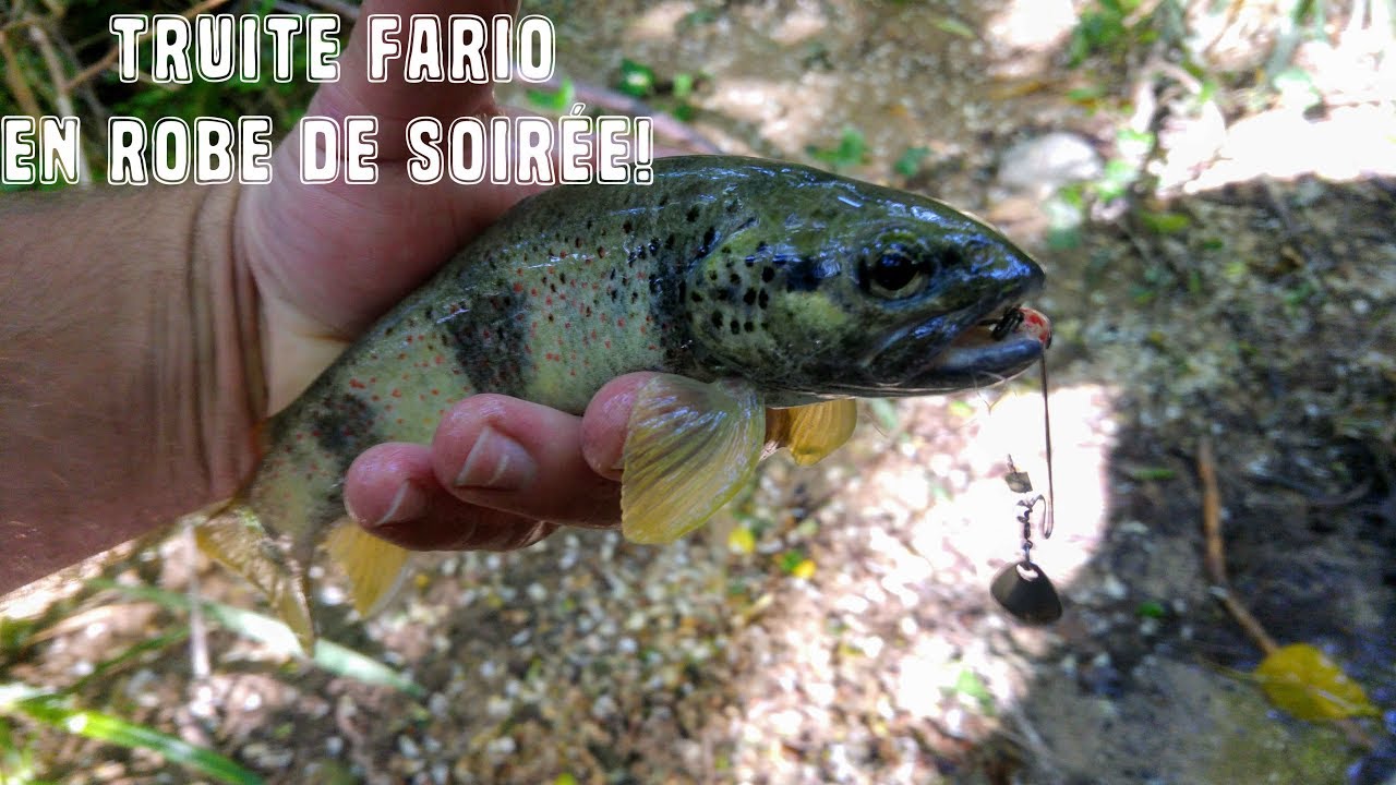 Belles truites fario, ce n'est pas toujours la taille qui compte!